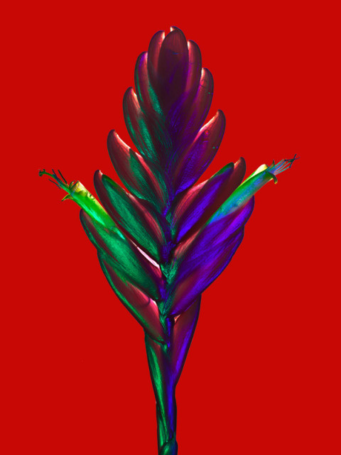 Torkil Gudnason | PICDIT #photo #color #photography #art #flowers