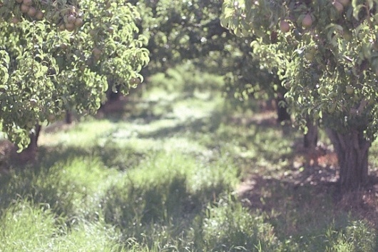The Work of Chris Ballasiotes – Watercolors, Design, Typography, Photography #grass #photography #film #light #trees