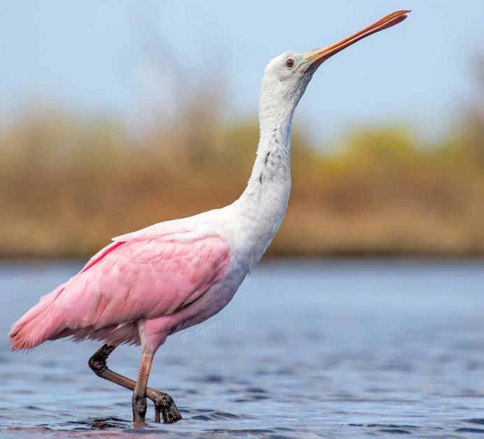 #your_best_birds: Creative Bird Photography by Bill Hoag