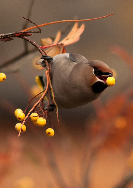tumblr_lc63j2ORGa1qargfho1_500.jpg 452×640 pixels #yellow #bird
