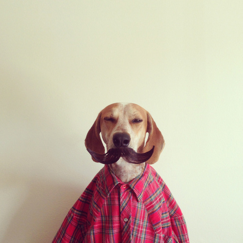 Maddie the Coonhound | feel desain #funny #dog