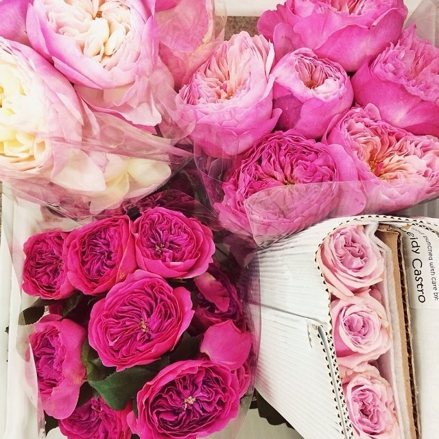 (1) Likes | Tumblr #pink #roses #flowers