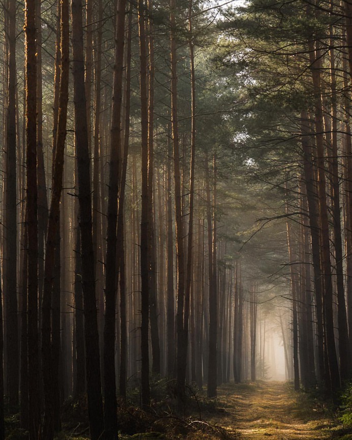 Breathtaking Forest Photography by Jakub Wencek