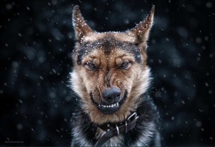 Stunning Animal Portraits by Sergey Polyushko