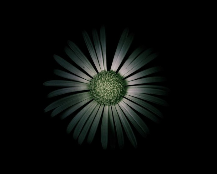 Fine Art Flowers Photography by Viera Babecova