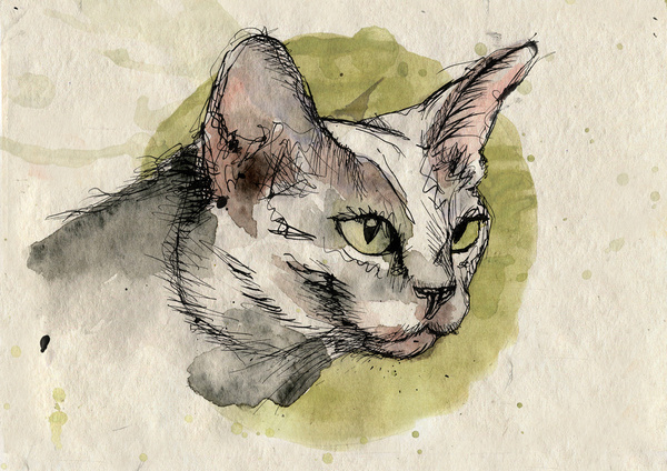 cat082 #tusche #cat #illustration #cats #touche #drawing
