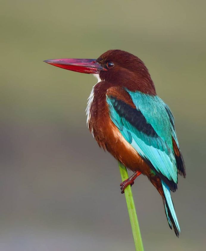 #bird_brilliance: Adorable Birds Photography by Vishal Monakar