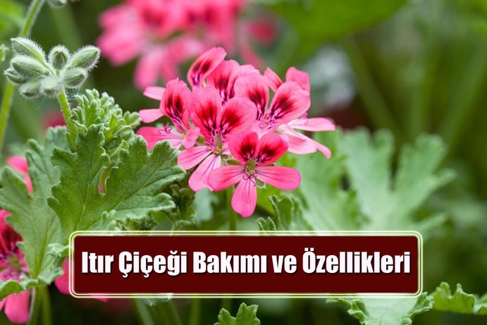Itır Çiçeği Bakımı ve Özellikleri