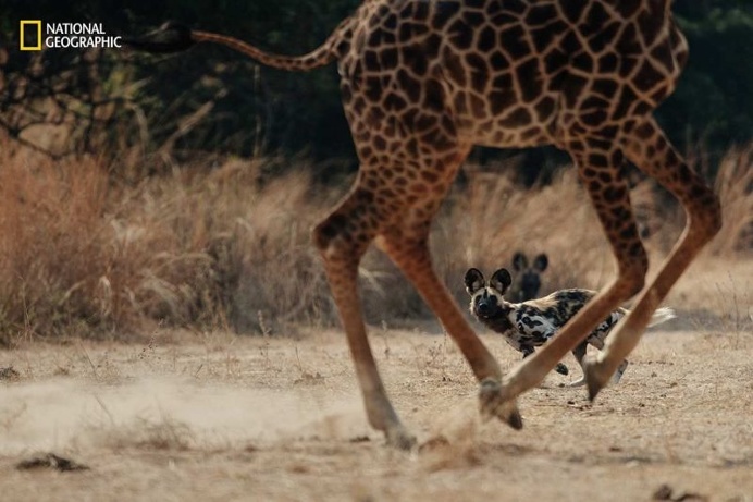 Spectacular Entries From the National Geographic Nature Photographer of the Year 2016