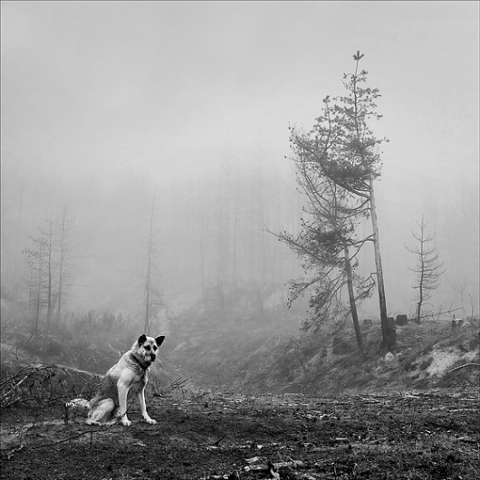 ...dead woodland...: Photo by Photographer Milena Galchina - photo.net #photography #white #black #and