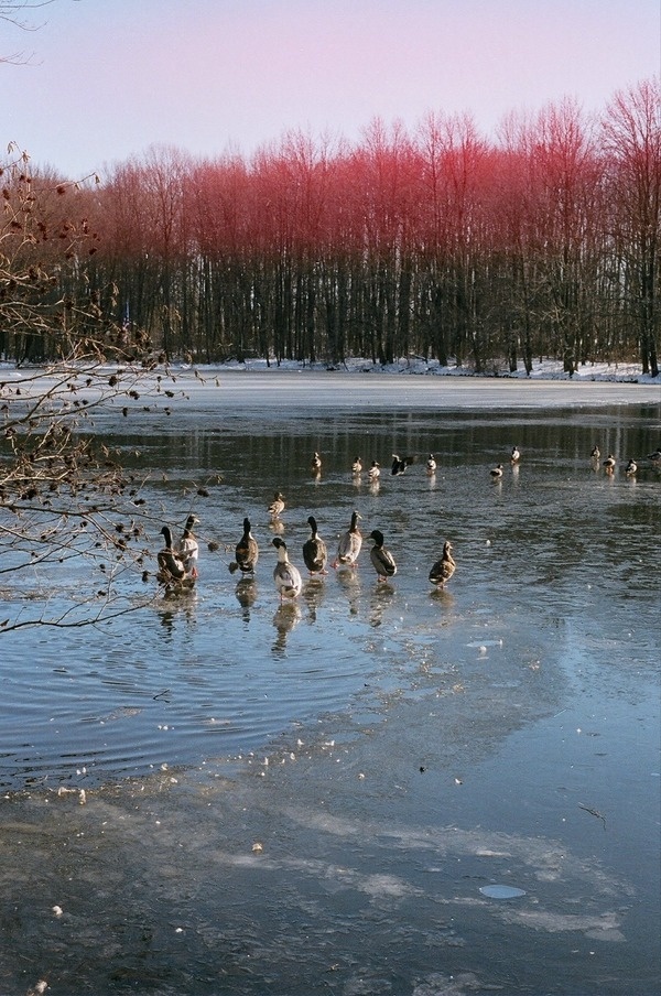 CROZET: Photo #film #35mm #photography #animals #lake #ducks