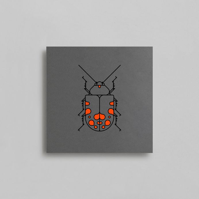 Coleoptera Beetle