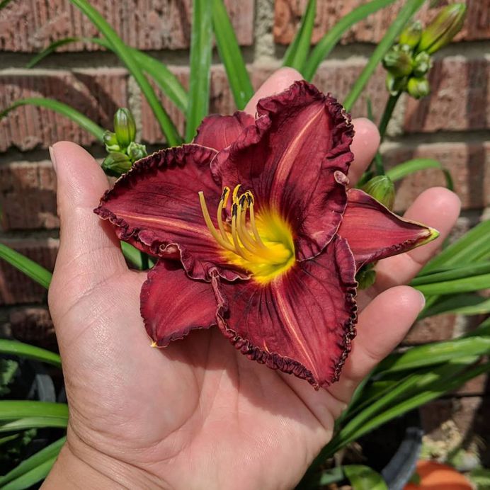 Hemerocallis Flower Picture