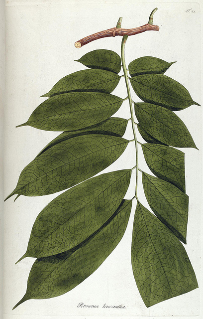 Fragmenta botanica, figuris coloratis illustrata. Viennae, Austriae : Typis Mathiae Andreae Schmidt, typogr. Universit., 1809.. biodiversity #flora #botanica #leaves #green