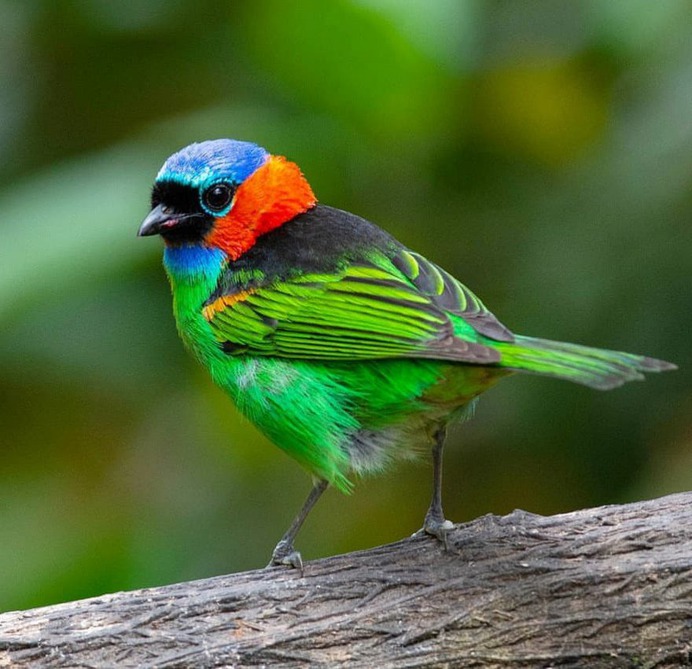 Birds of Brazil: Beautiful Bird Photography by Hudson Martins