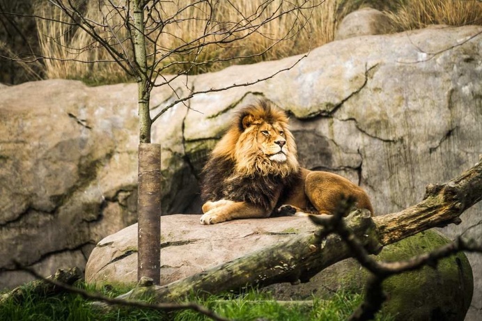 Beautiful Animals Photography by Jordan Lacsina
