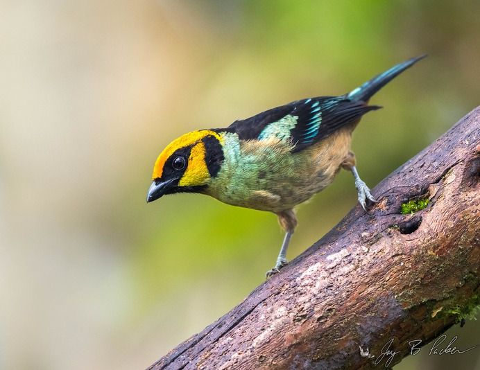 Flame-faced Tanager
