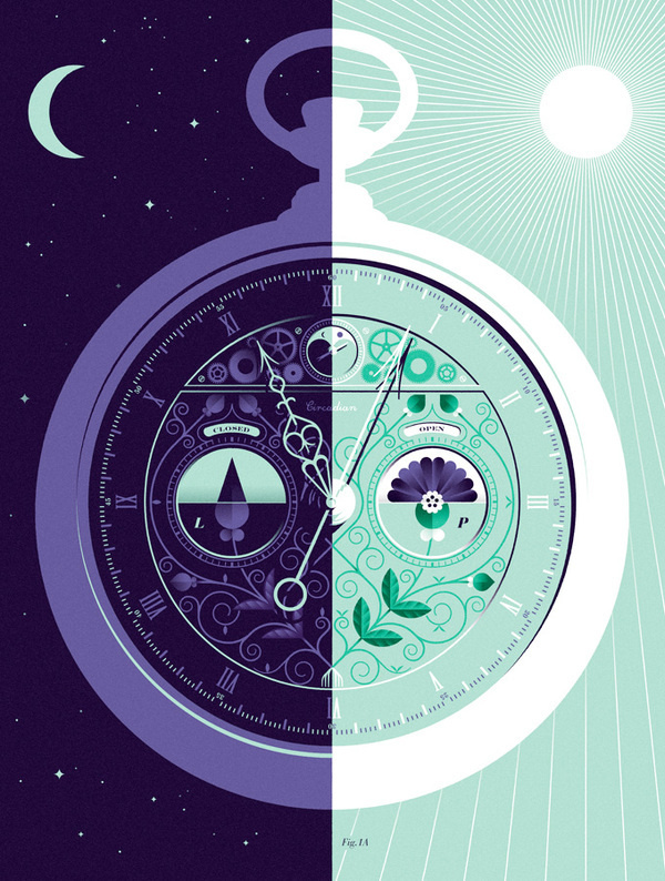 The Circadian Clock #illustration #color