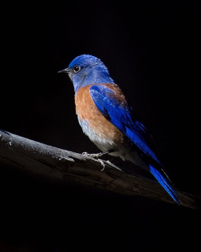 #kings_birds: Wonderful Bird Photography by Liron Gertsman
