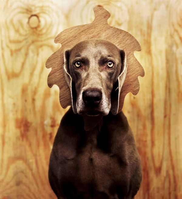 Dogs Photography by William Wegman #inspiration #photography #animal