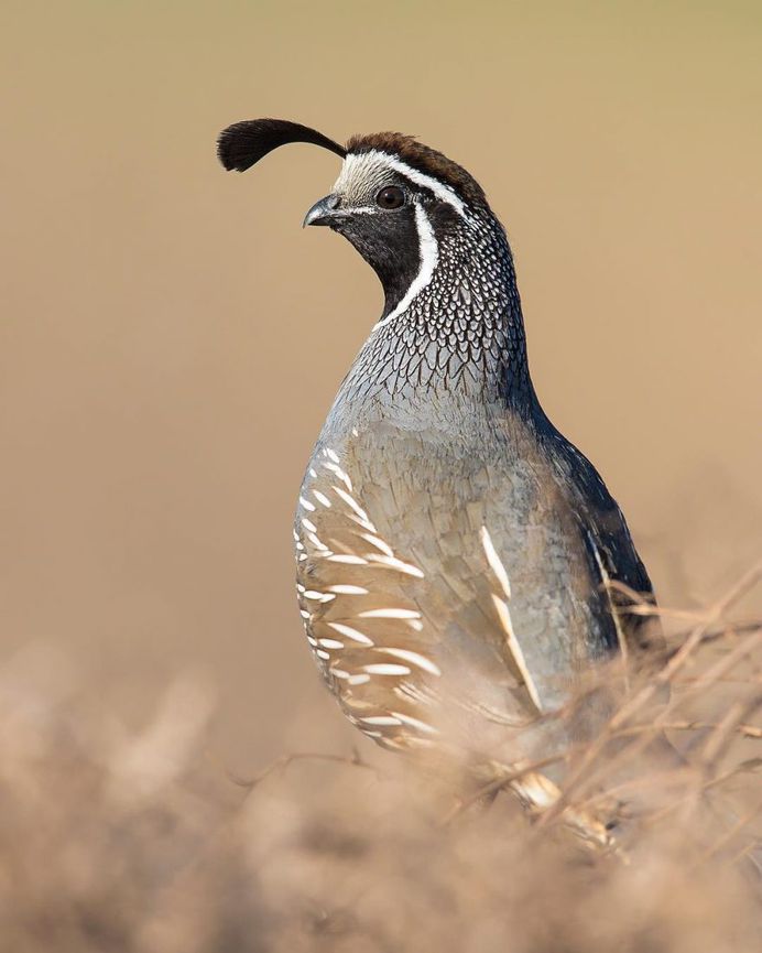 California Quail