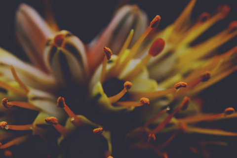 Flowers #flower