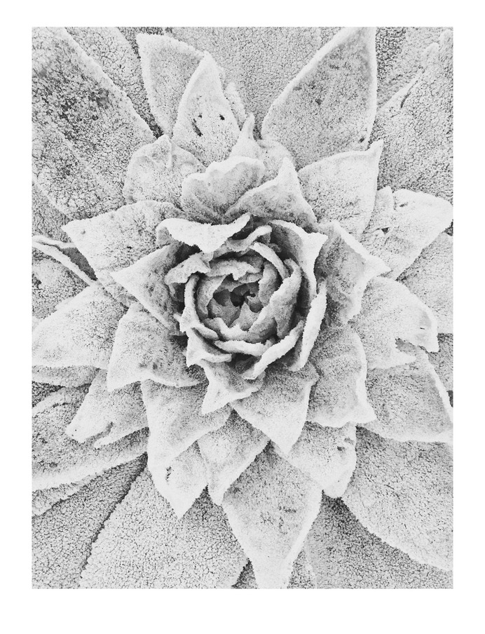 #frozen #plant #vsco PHOTOGRAPHIE © [ catrin mackowski ]