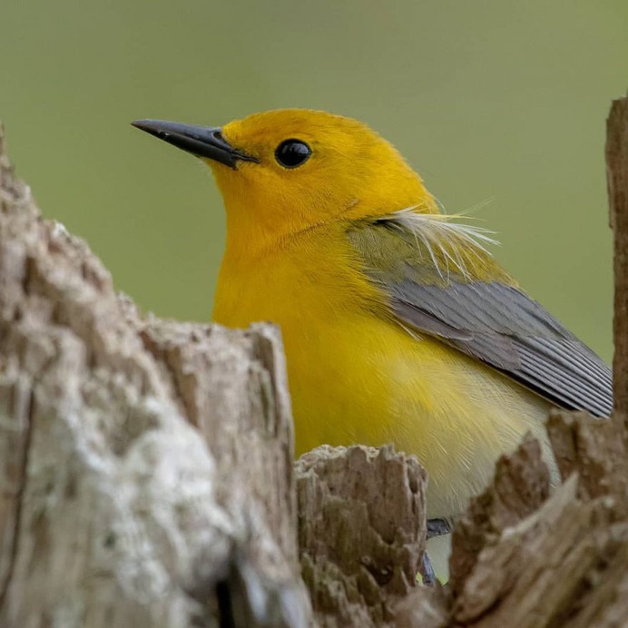 #birdwhisperer: Beautiful Birds Photography by Chris A. Fraley