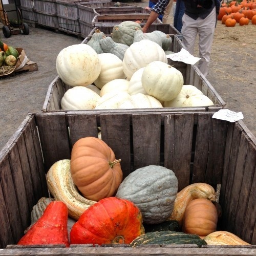 photo 3 #interior #pumpkin #design #deco #decoration