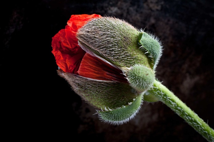 Winners of The International Garden Photographer of The Year