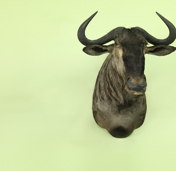 Animals Photography by Jens Lucking #inspiration #photography #animal