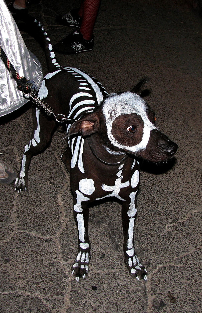 Yay Hooray | Best use of Live Journal (Official) #skeleton #dog