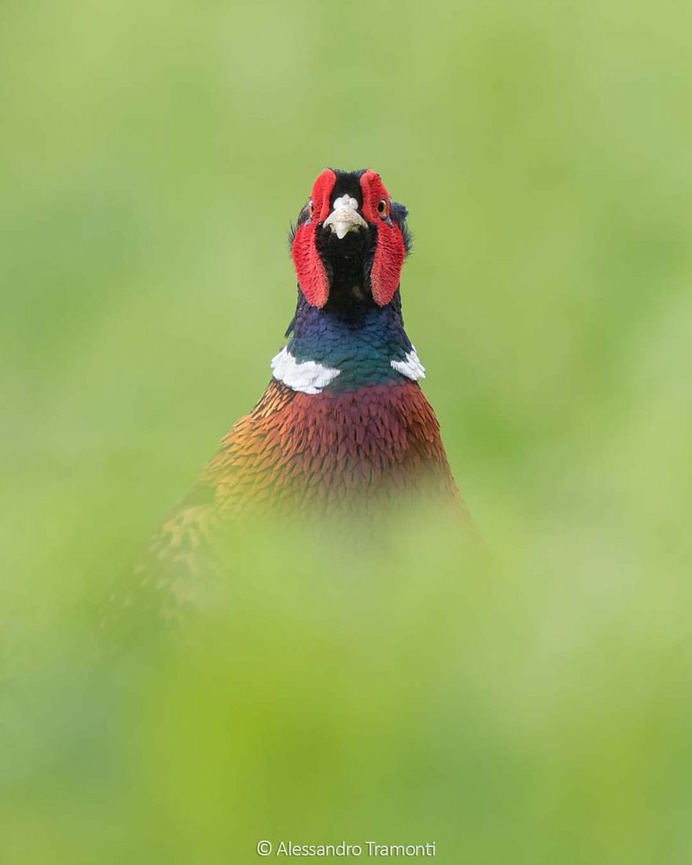 #birdwatching: Wonderful Bird Photography by Alessandro Tramonti
