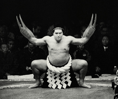 Crab Walk, Sumo Style #sumo #crab #crabwalk #claw #black and white