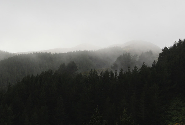 Milk #forest