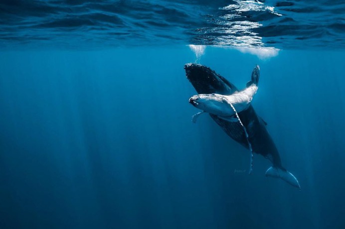 Spectacular Underwater Photos of Whales by Jasmine Carey