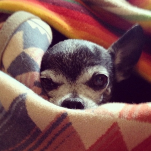 Google Reader (245) #photography #dog