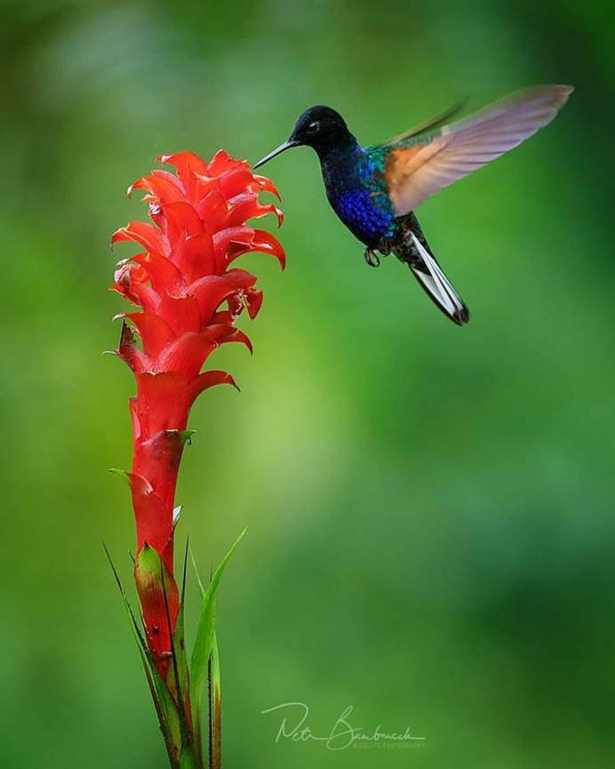 #bestbirdshots: Attractive Birds Photography by Petr Bambousek
