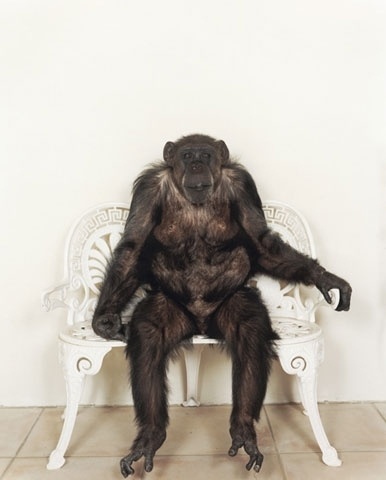 STEFAN RUIZ #ruiz #photography #monkey #stefan