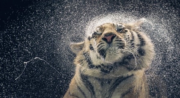 More Than Human – Fubiz™ #photo #tiger #animal