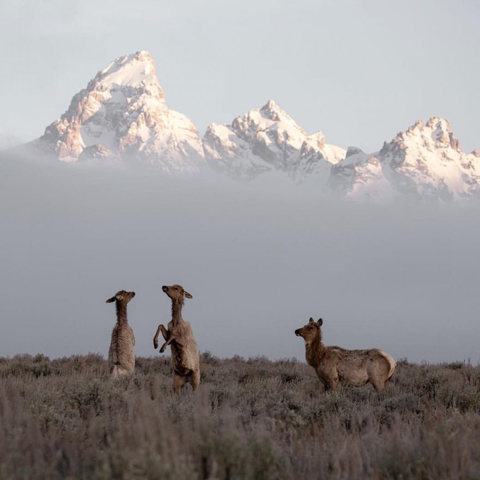 Amazing Wild Animals in Grand Teton National Park by Nick Sulzer