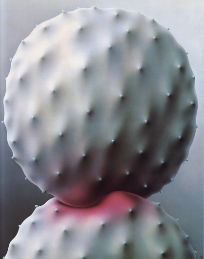 Aimei Ozaki | The New Black #scale #interaction #cactus #grey