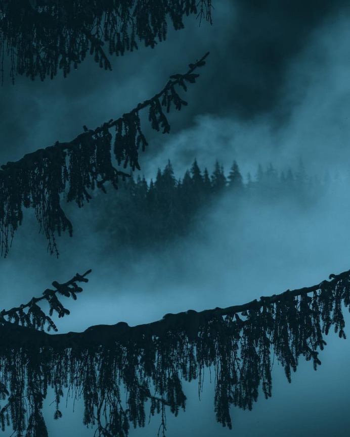 Breathtaking Moody and Mysterious Forest Photography by Dylan Furst