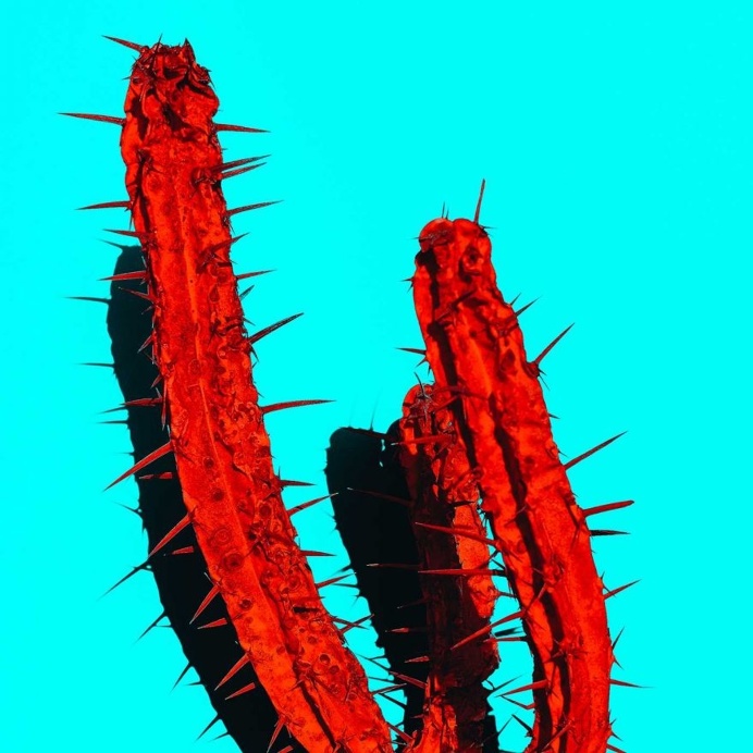 Minimalist and Colorful Cactus Photography by Evgeniya Porechenskaya