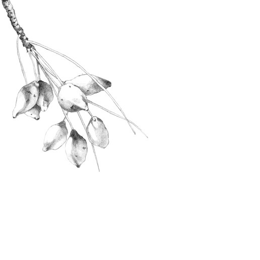 Karinda Australian Organic Skincare | Branding and Illustrations | Studio Marche | Beauty Product