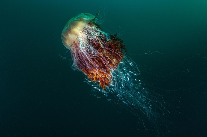 Photography Winners, 2016 BWPA 2016 – Overall Winner