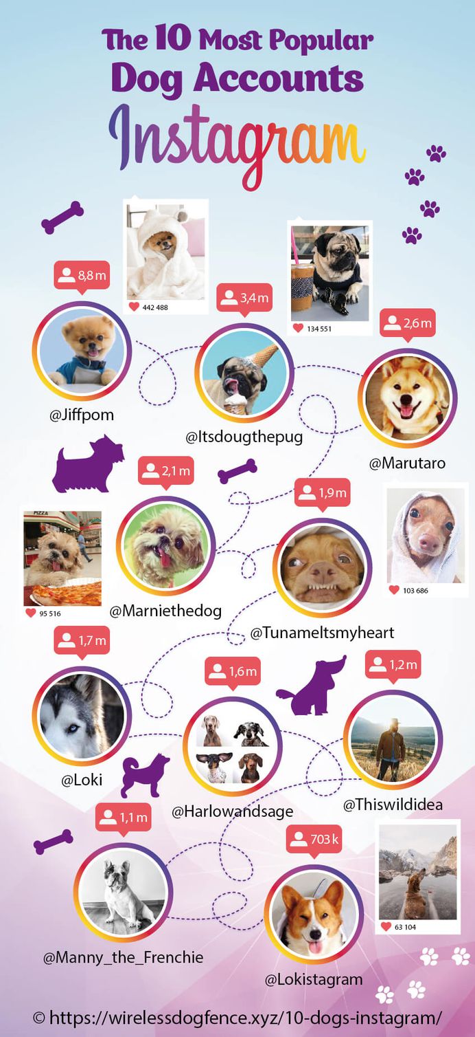 The 10 Most Popular Dog Accounts on Instagram Infographic