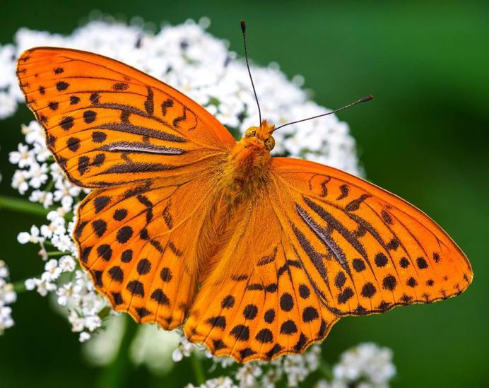 Argynnis paphia