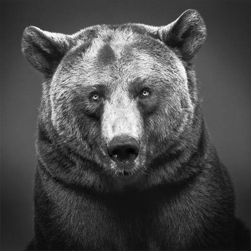 tumblr_lg7h9gpbtP1qap9qio1_500.jpeg (Imatge JPEG, 500x500 píxels) #white #photo #black #pardo #and #bear #animal