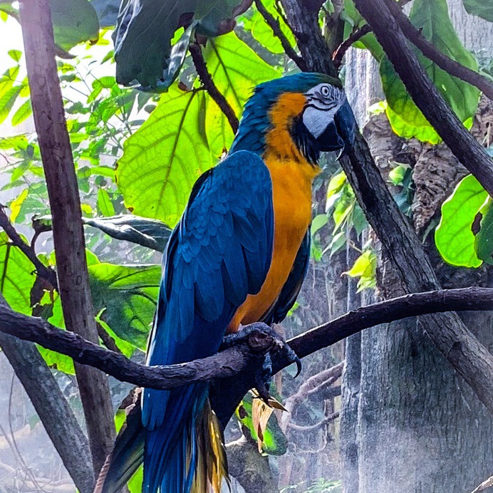 Central Park Bird